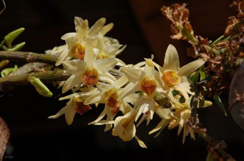 Orchid Photography Contest calls for entry