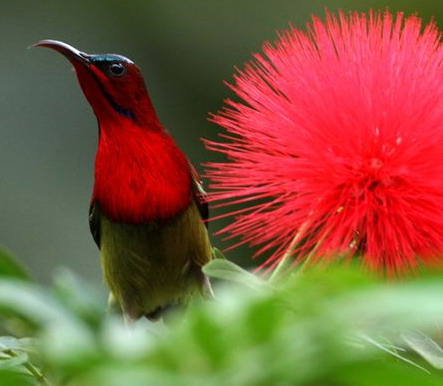 XTBG Bird Watching Festival waits for you