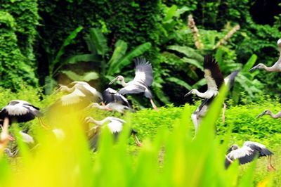 Come to XTBG to watch Asian Openbill Stork