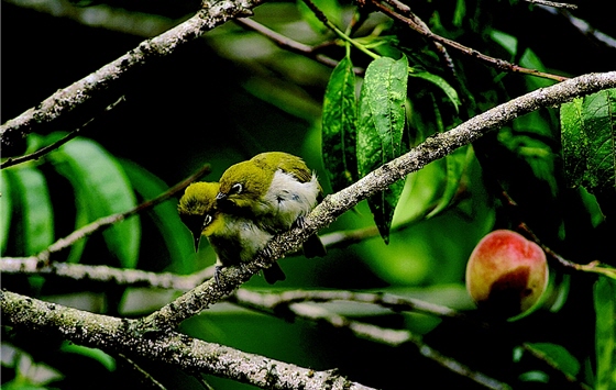 Bird photographer Sun Qingsong shares love story of Zosterops japonicus at XTBG