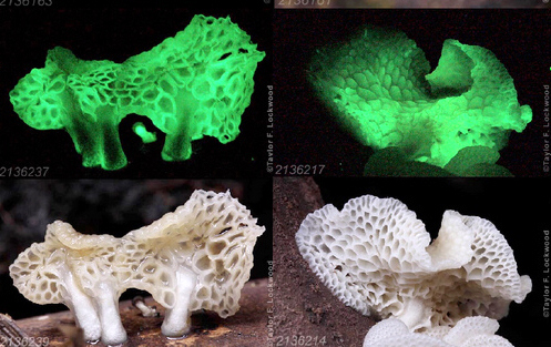 Glowing mushrooms in Bamboo Collection of XTBG