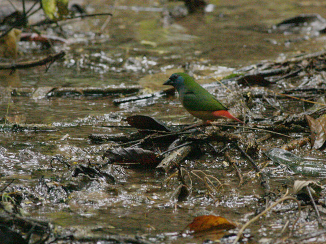 Pin-tailed parrot finch found in Xishuangbanna