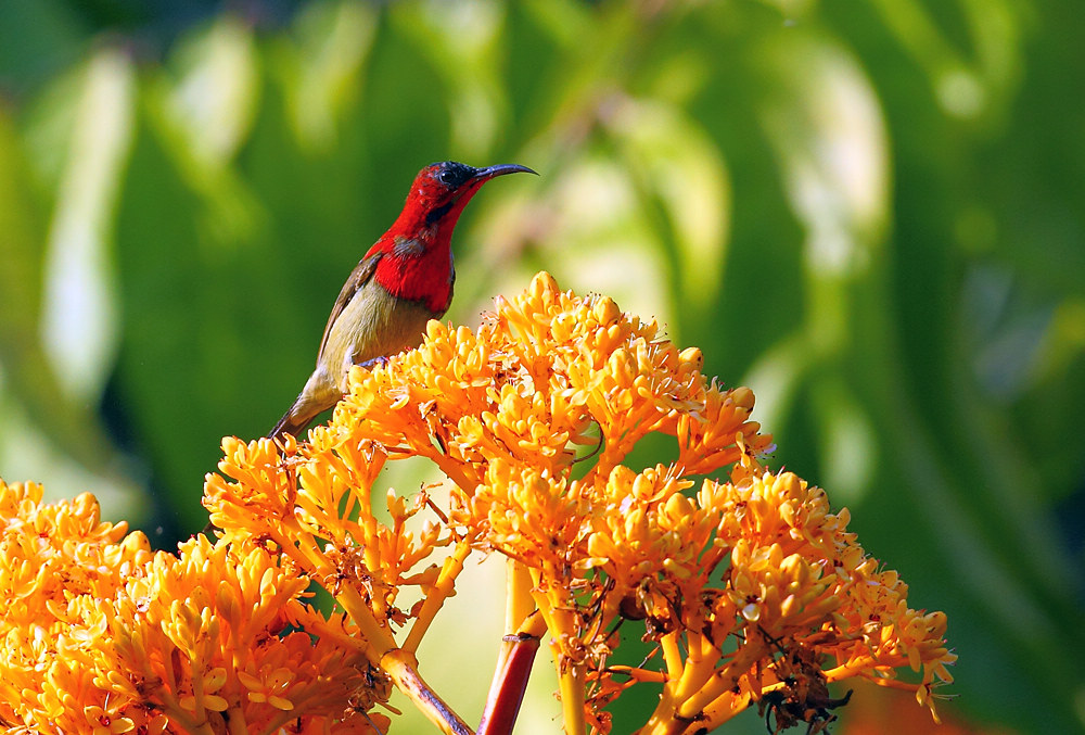 10 Best Places in China for Winter Birding