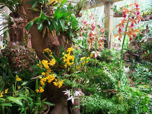 Welcome to experience orchid exhibition in XTBG