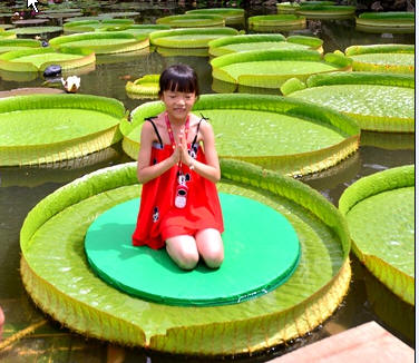 Is the huge leaf real?