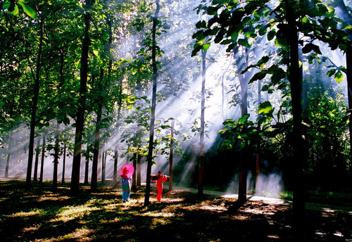 Beauty of XTBG 16 years ago