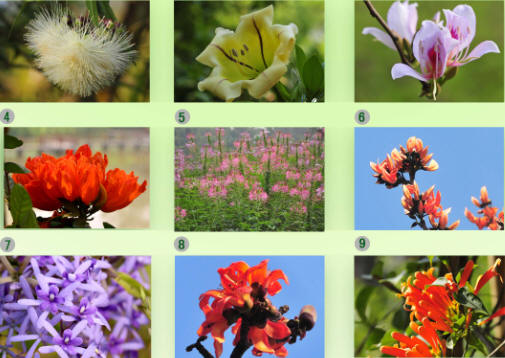 Popular science activities available during Spring Festival