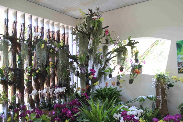 Natural orchids on show