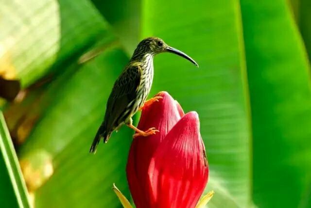 5th XTBG Birding Festival calls for participation