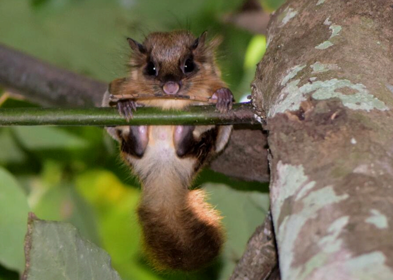Hairy-footed flying squirrel found in Xishuangbanna Tropical Botanical Garden