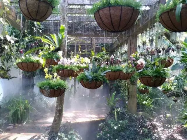 Numerous orchids to be on show