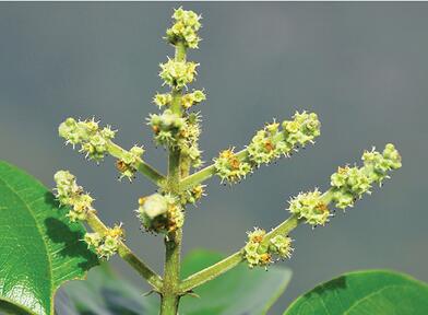 A new species of Premna discovered in north Myanmar