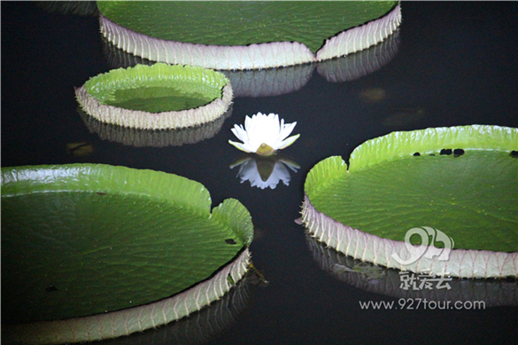 A night visit to the Xishuangbanna Tropical Botanical Garden