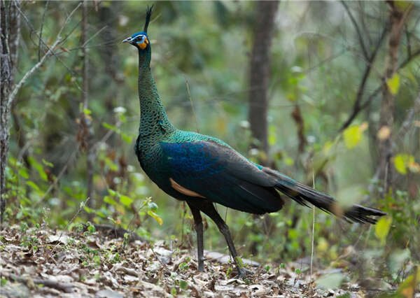 Last stand of the great green peacock