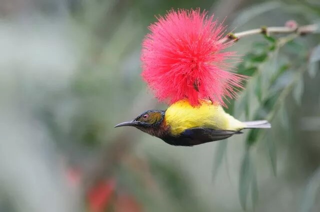 10 new bird records--- 7th XTBG Birding Festival