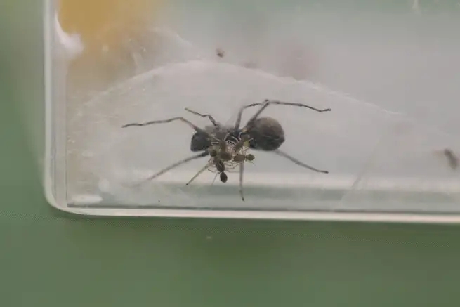 These spiders make protein-packed milk for their young