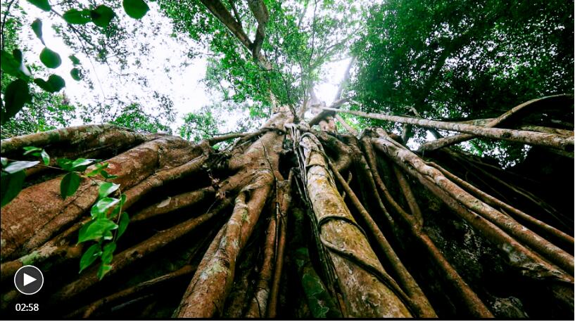 Silent Wisdom: A forest in a forest