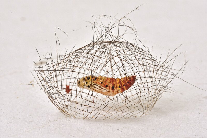 Chinese photographer on shortlist at London nature awards