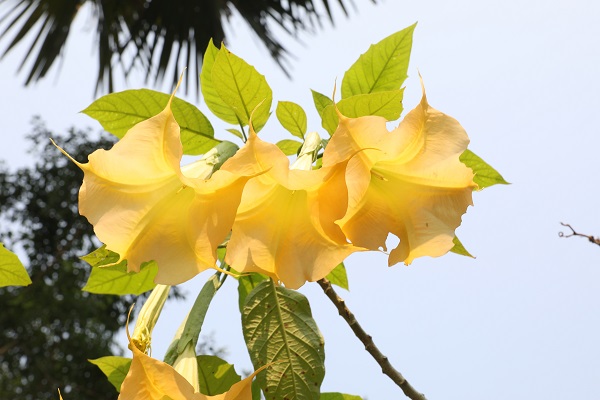 In picture: Year-end collection of eccentric flowers