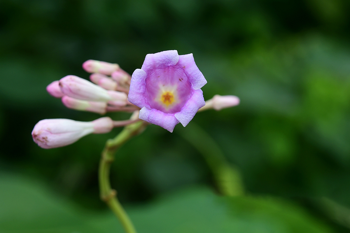 In pictures: Year-end blossoms brightening Xishuangbanna 6