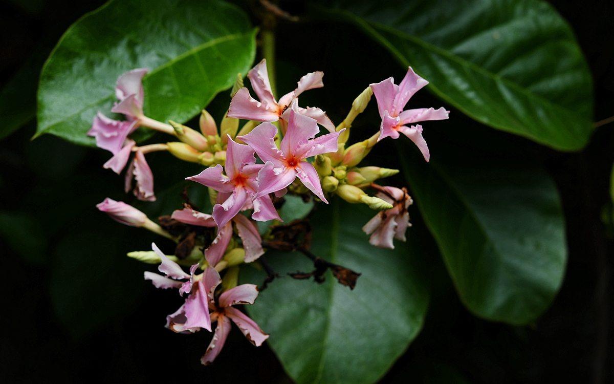 In pictures: Year-end blossoms brightening Xishuangbanna 7