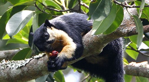 Black giant squirrel appears in Xihsuangbanna Tropical Botanical Garden