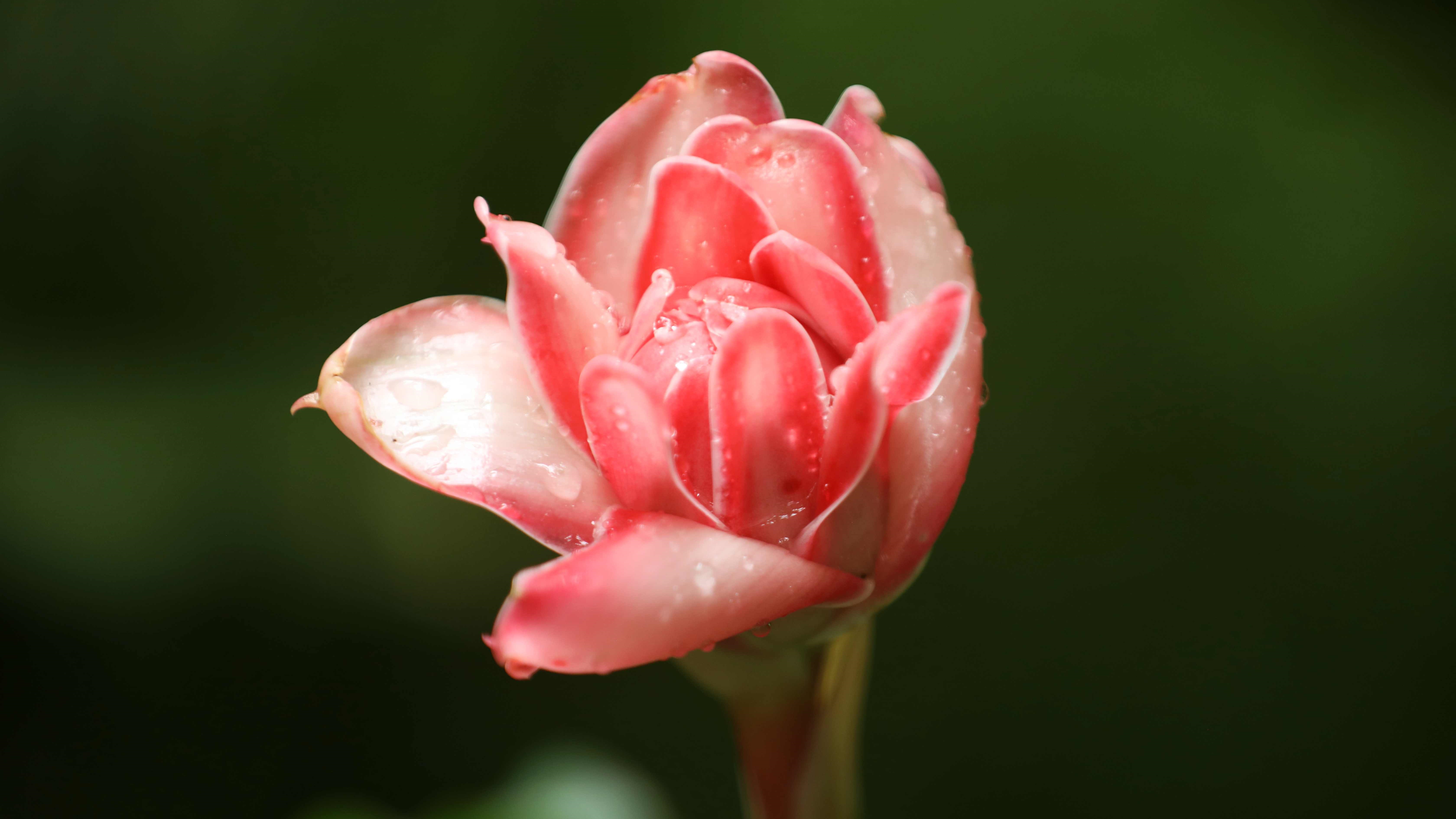Fantastic plants in Xishuangbanna Botanical Garden