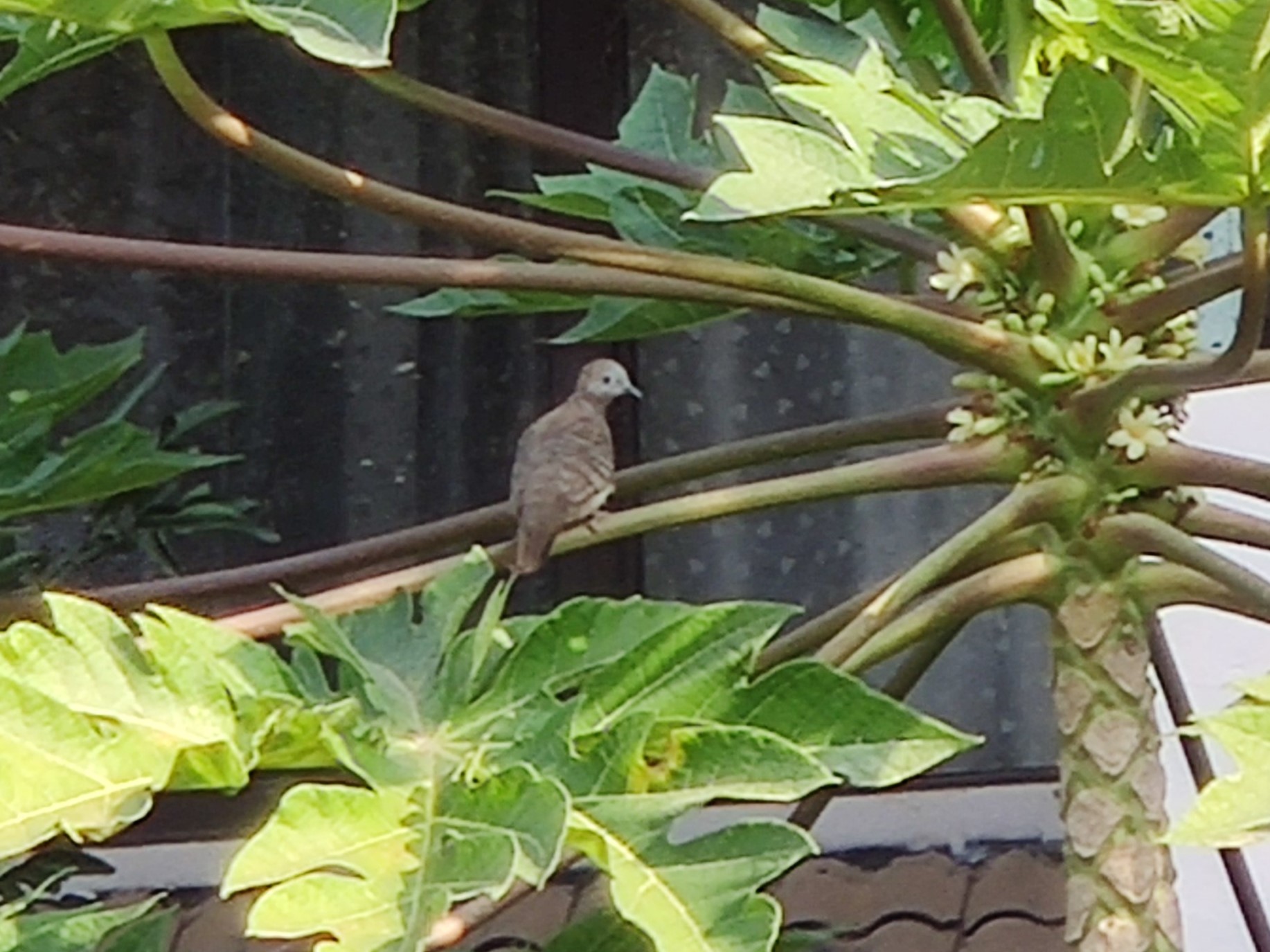 New Chinese bird record of Zebra Ground-dove found in Xishuangbanna
