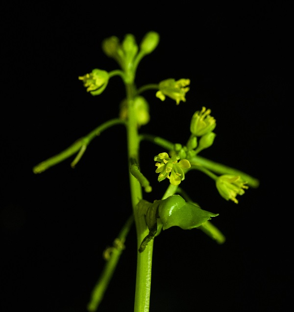 New species of mustard family of flowering plants found in Hengduan mountains