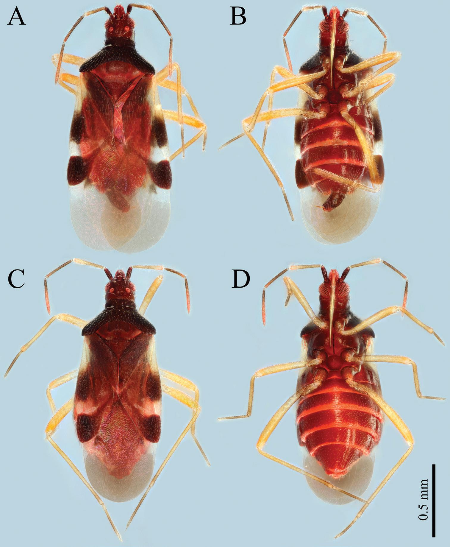 First Chinese record of web-loving bug family Plokiophilidae reported from Xishuangbanna