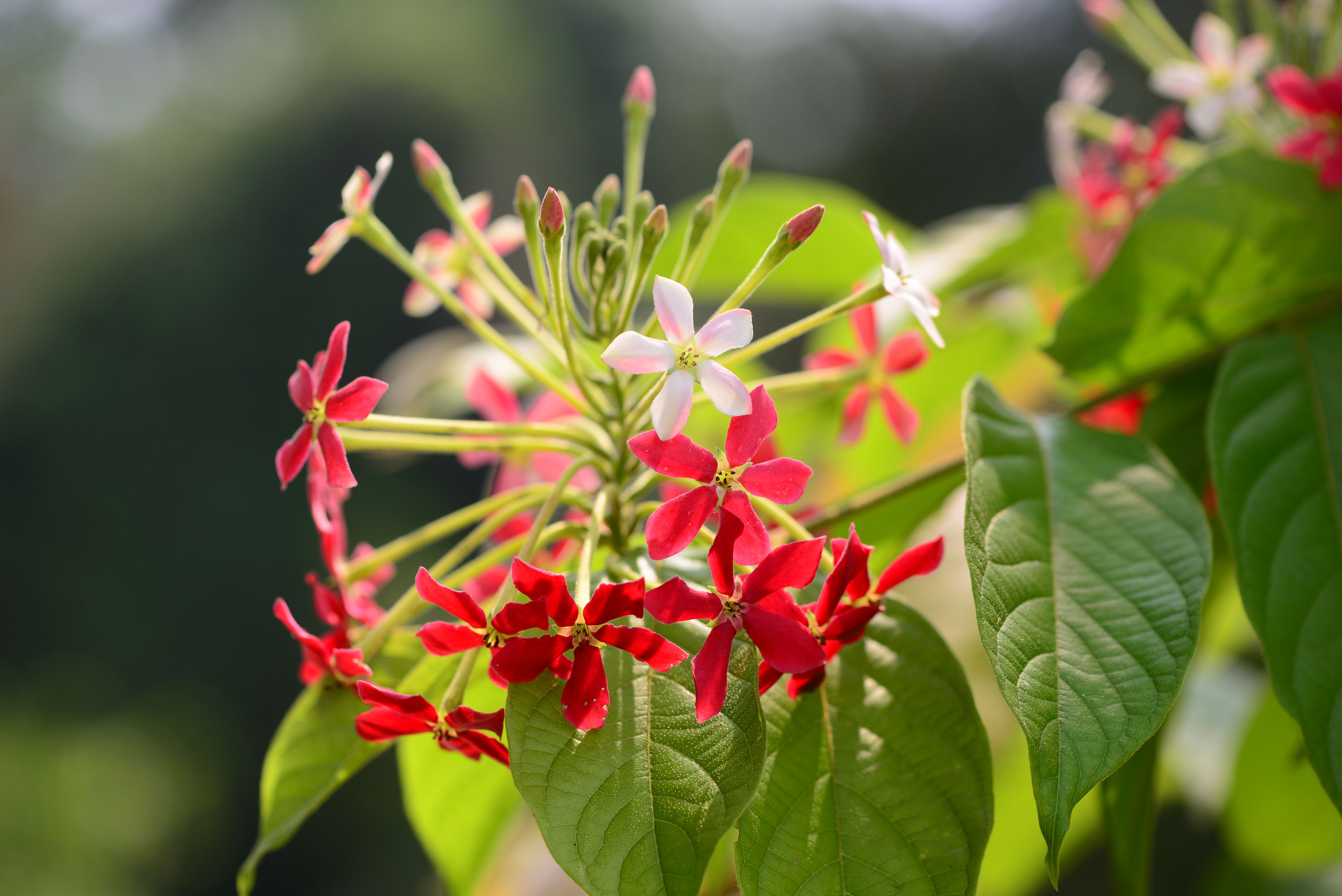 “Biodiversity in XTBG” photo show on display at Ethnic Culture Museum