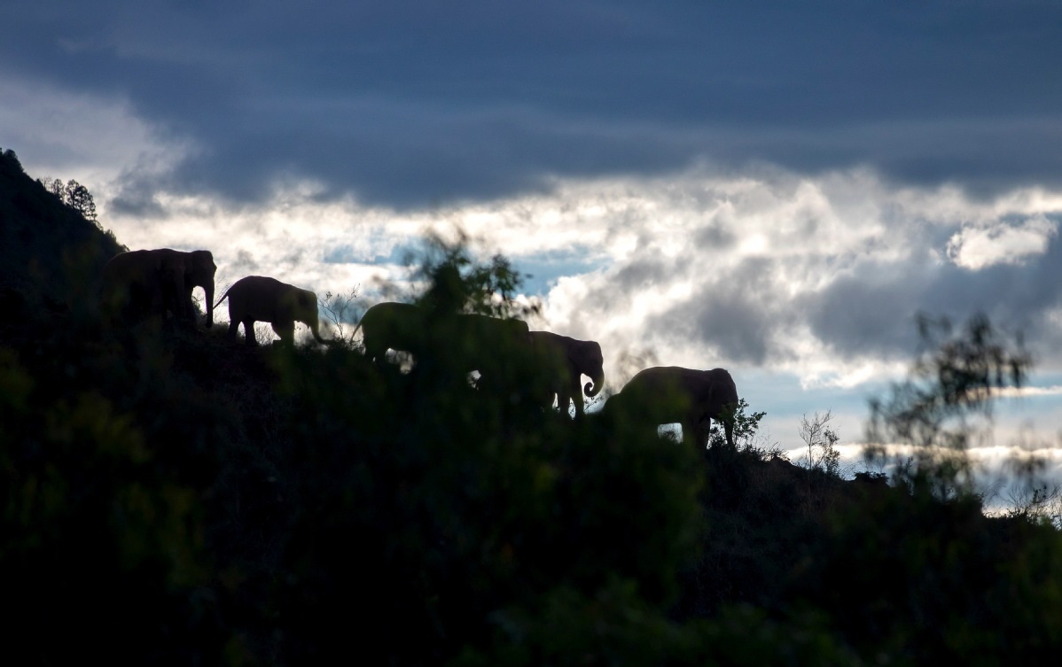 Wandering elephants unlikely to return home soon, experts say