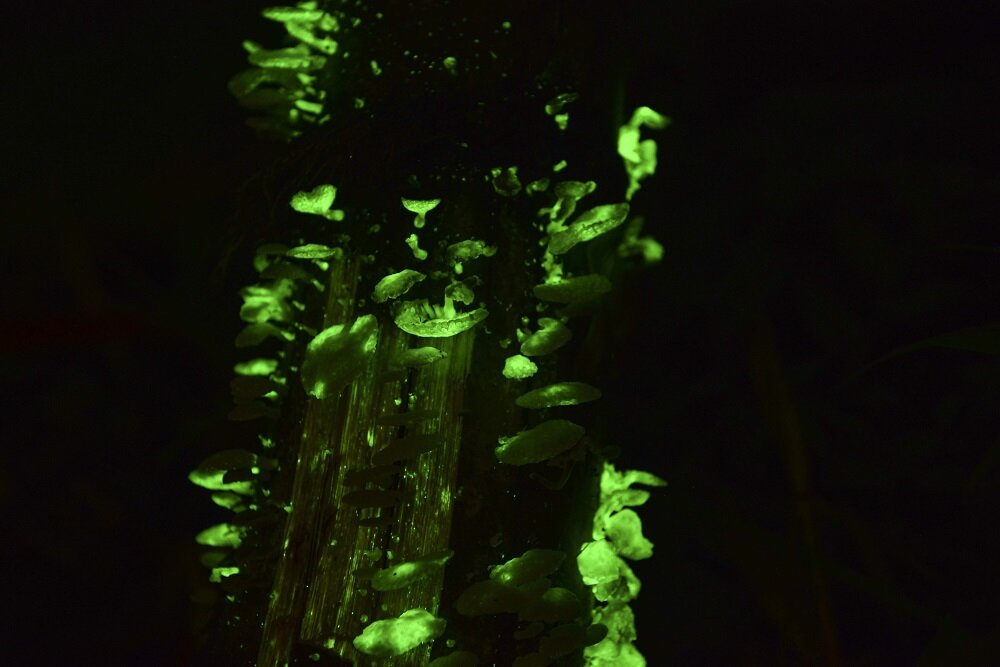 Glowing mushrooms found at Botanical Gardens in Xishuangbanna