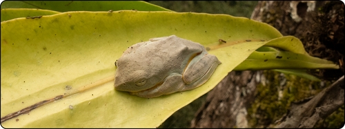 Black-webbed treefrog observed resting on top of tropical rainforest