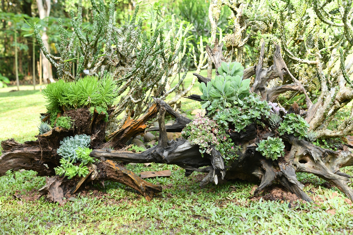 The Succulents Show 2022