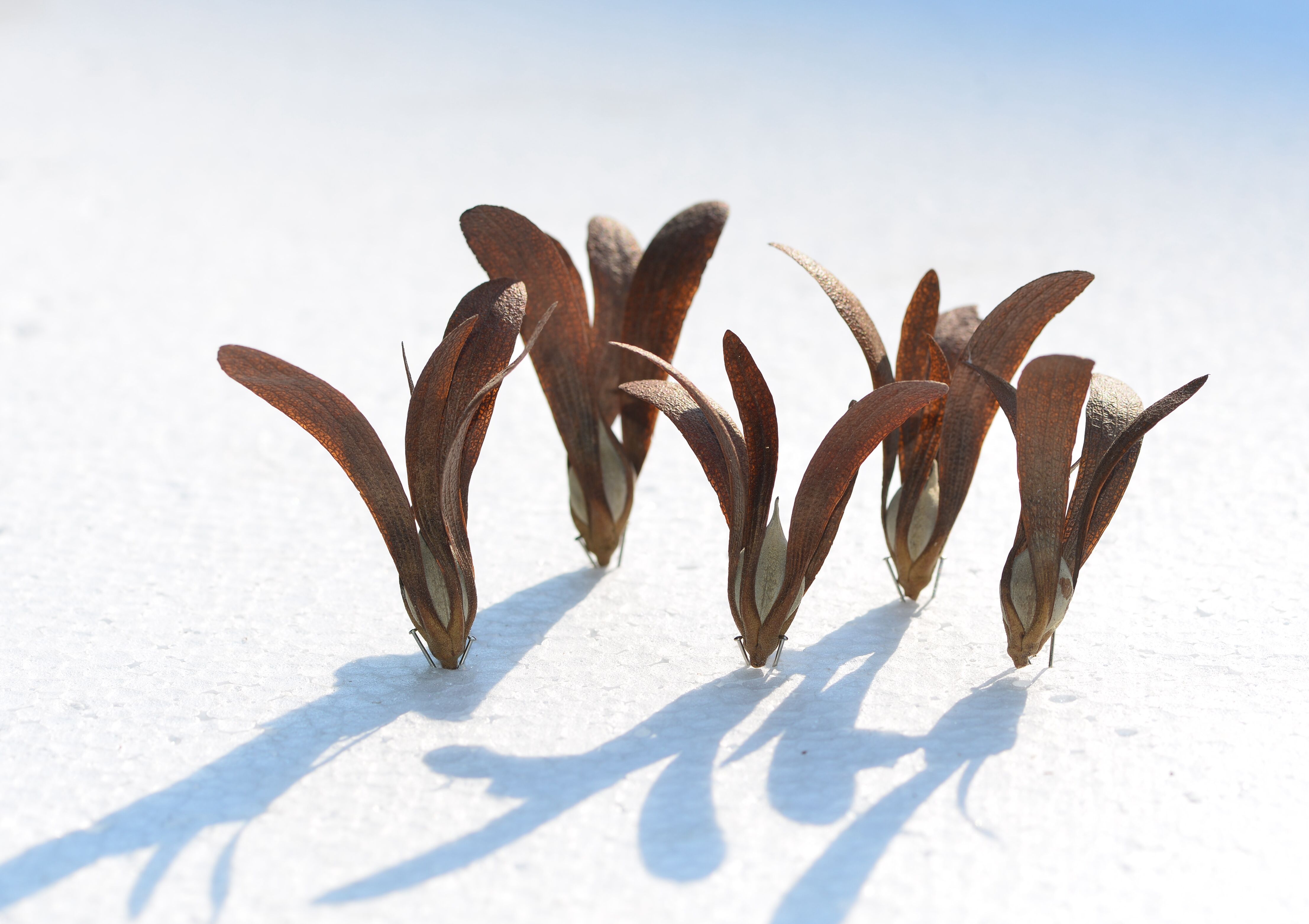 How does seed dormancy adapt in space and time?