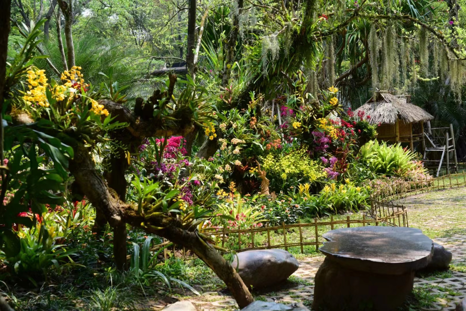 The Orchid Show 2022 at XTBG