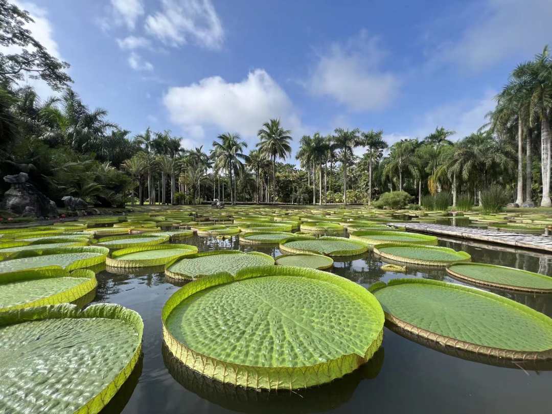 King lotus leaves enter best viewing season in SW China's Yunnan