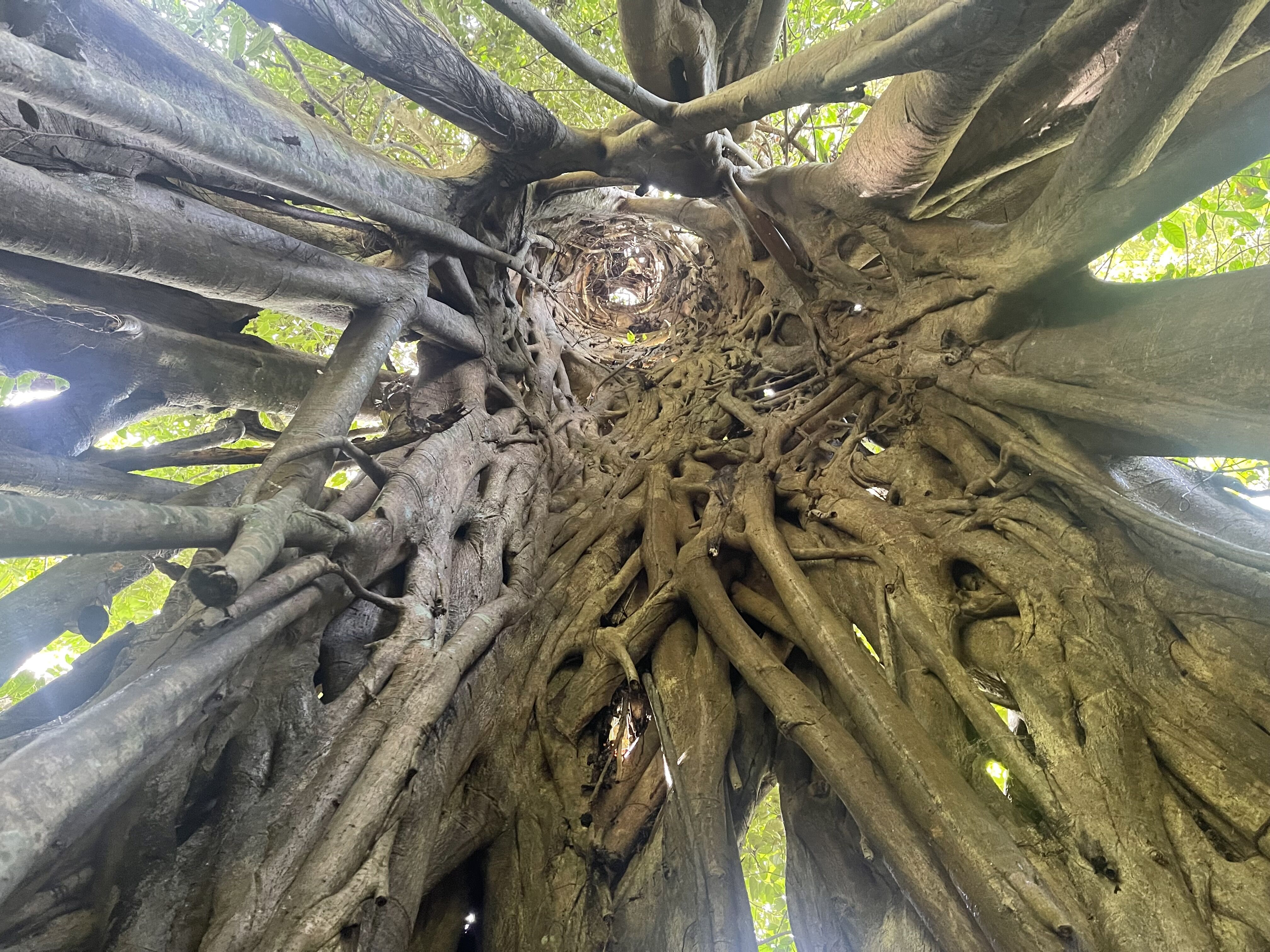 Hemiepiphytic figs reduce phosphorus competition by killing host trees