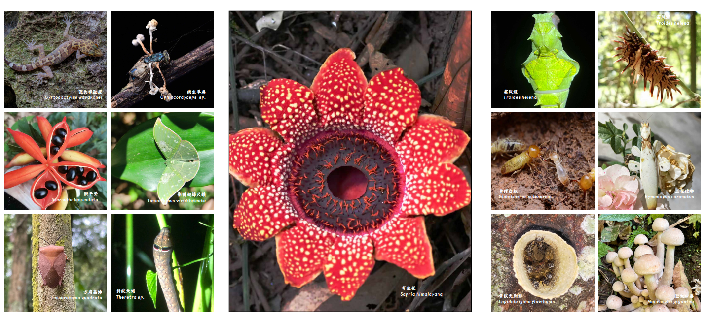 Biodiversity of Menglun Town on show