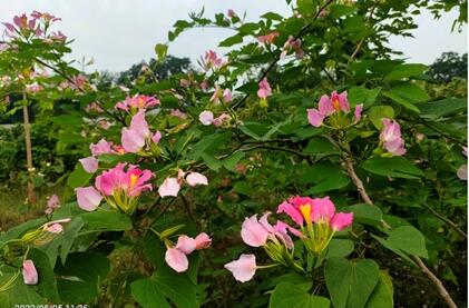 Five new plant varieties of XTBG authorized