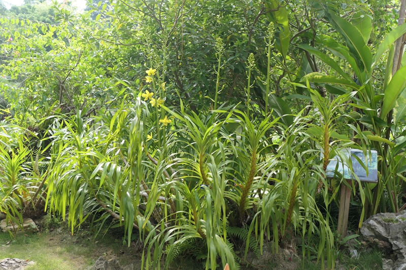 Largest orchid comes to bloom