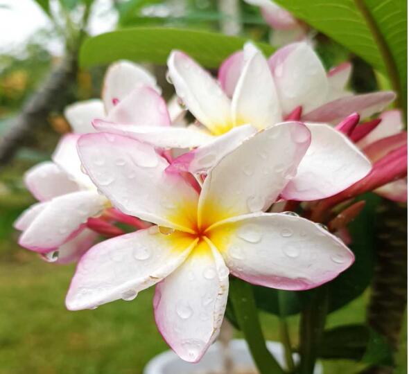 Plumeria varieties on show at Flower Garden of XTBG