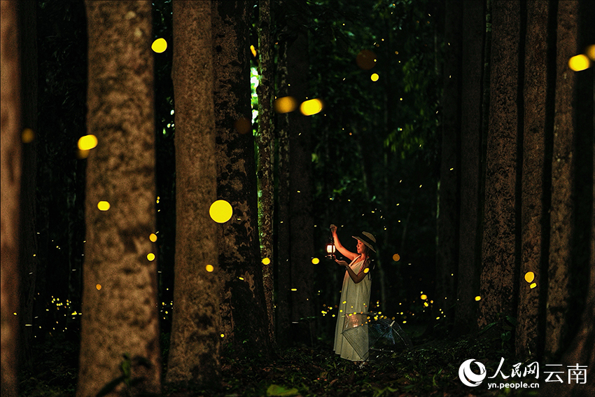 Fireflies put on spectacular light show at Xishuangbanna Tropical Botanical Garden, SW China's Yunnan