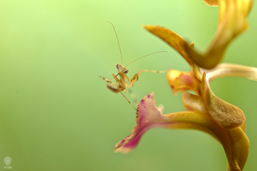 Some prize winning pictures of the Orchid Photography Contest