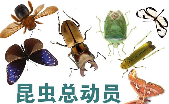 Exhibition leads you to world of insects