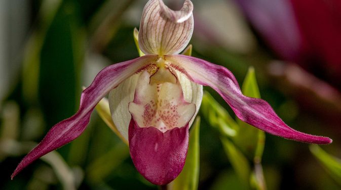 Community outreach effort hopes to save rare Yunnan orchids