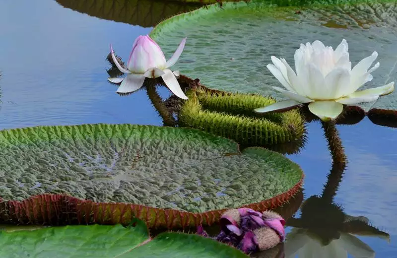 Water lily and lotus put on a colorful show