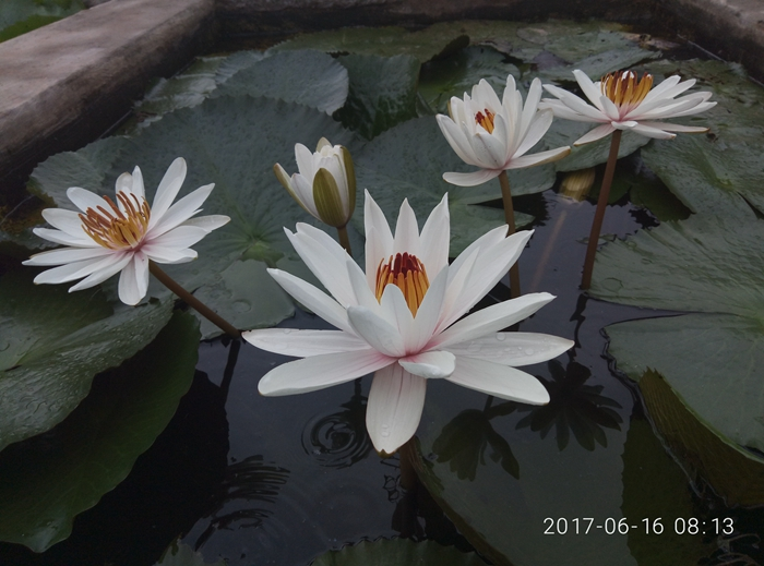 Nymphaea Pink Moon registered by International Waterlily and Water Gardening Society