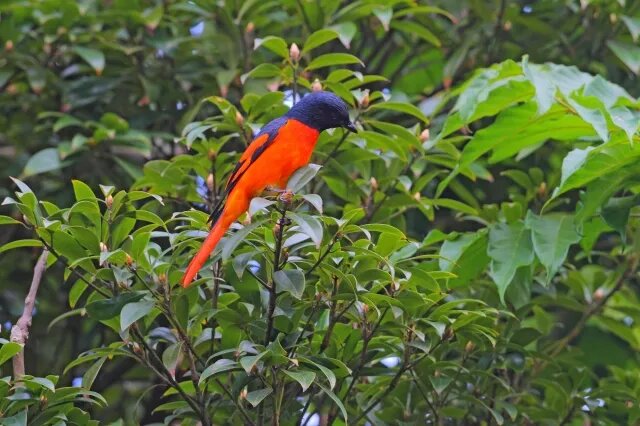 Come to find 267 species of birds in Xishuangbanna Tropical Botanical Garden